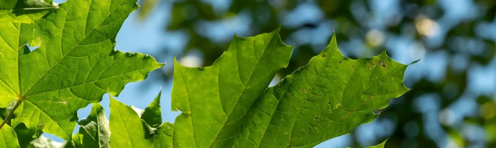 Maple leaves in the forest.